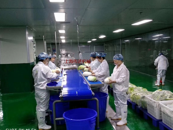 大白菜分揀輸送機(jī)